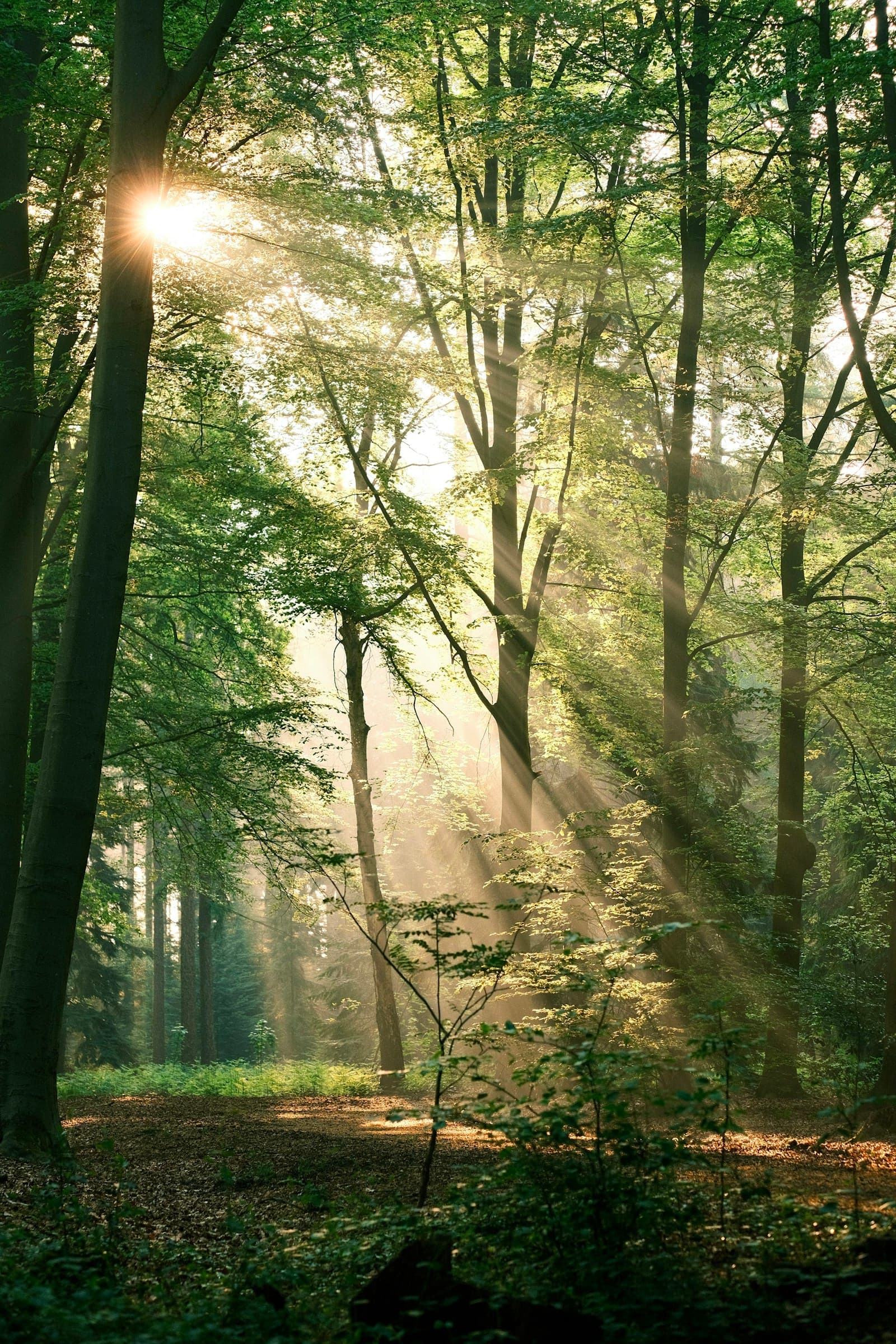 Sunlight illuminating a green forest